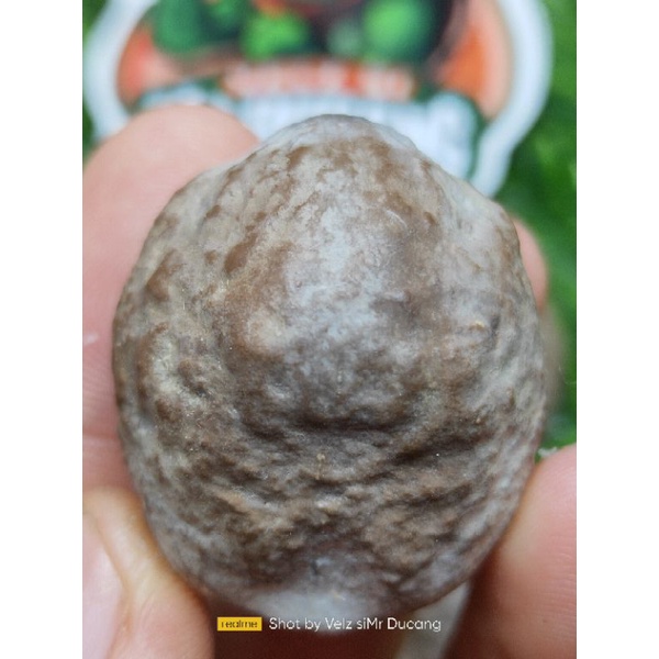 MUNCANG ADU JAYANTI GALAXY ORI UCU 100% (Juara turnamen Bandung rancaekek)