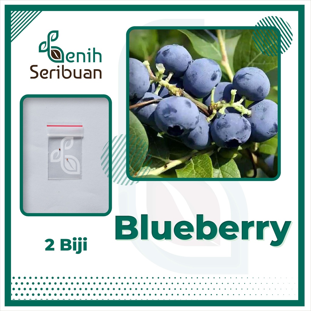 2 Bibit Blueberry Import Benih Buah Blueberry Berkualitas Super Tanaman Blue Berry Premium Unggul