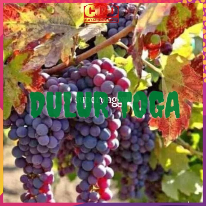 Bibit Tanaman Buah anggur super berkwalitas dan murah