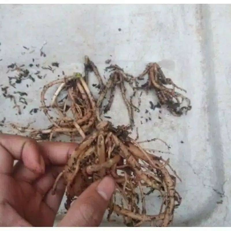 keladi paket 6 bonggol