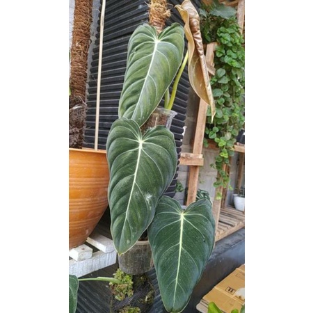 Philodendron Melanocrysum Narrow / Melano Narrow