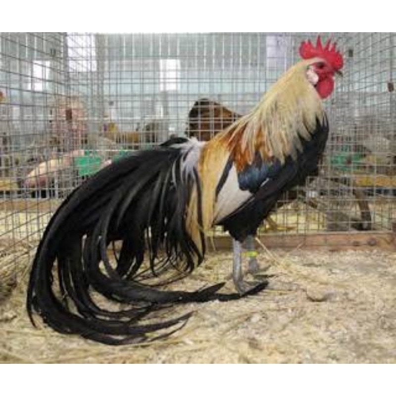 TELUR AYAM HIAS ONAGADORI ATAU AYAM EKOR PANJANG UNTUK DI TETASKAN