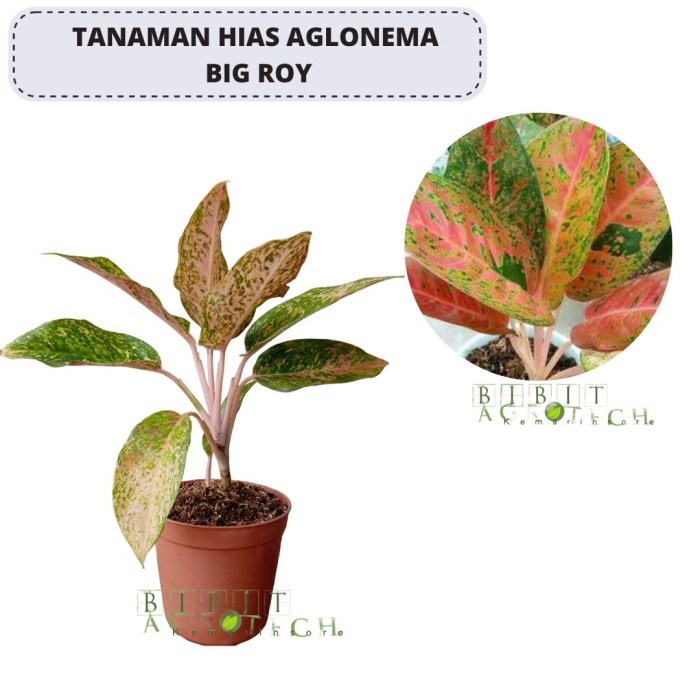 Aglonema big roy atau aglonema lulaiwan