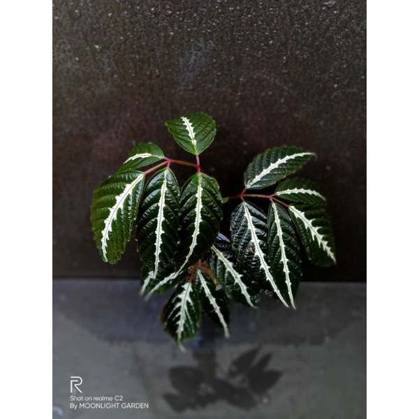 LEAMBILIS |Sp borneo