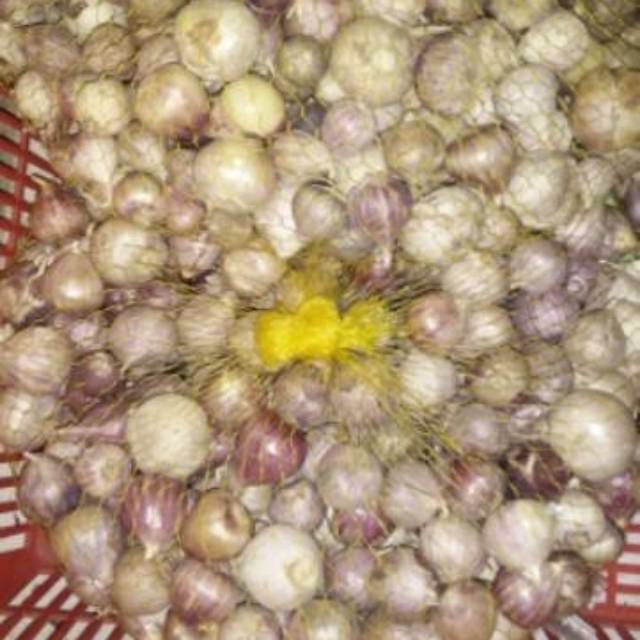 

Bawang putih lanang /tunggal untuk kesehatan, bisa langsung dikonsumsi ataupun dbuat bawang garli