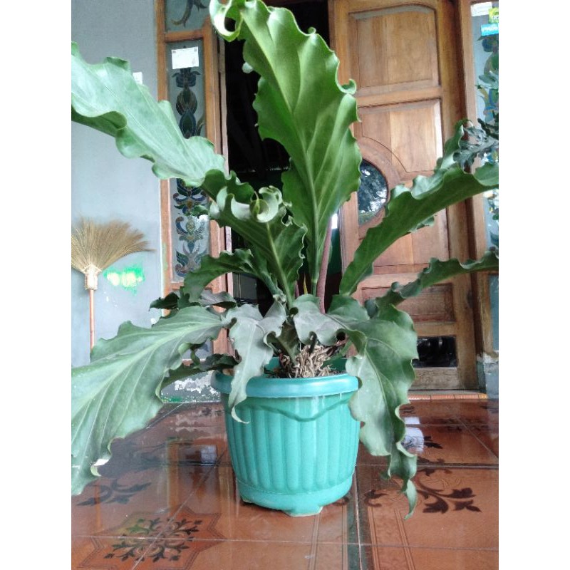 TANAMAN  BUNGA HIAS ANTHURIUM GELOMBANG CINTA Jumbo