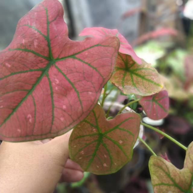 Caladium Green Spider Shopee Indonesia