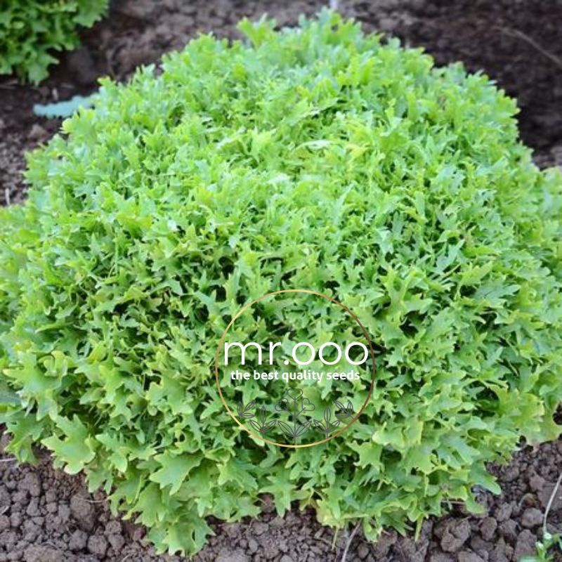 Benih Sayuran - Endive - Benefine (ORGANIC) - 10 benih - Import