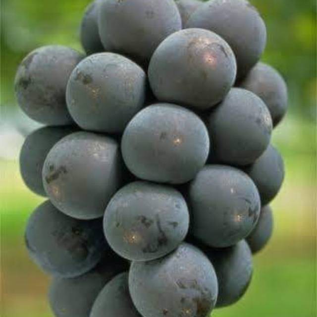 

Bibit Anggur import kyohou original