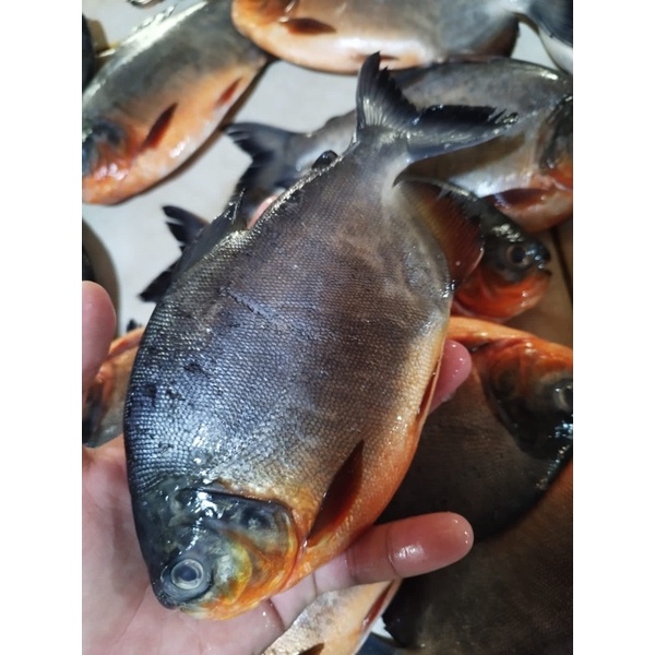 

ikan bawal fresh