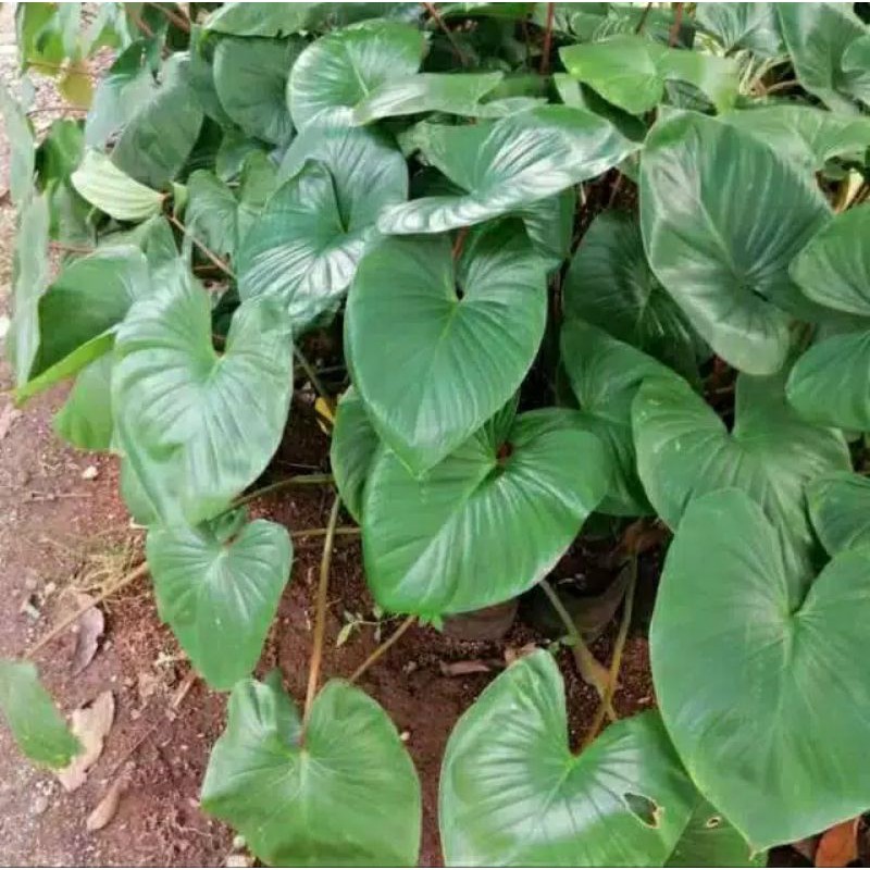 Tanaman hias keladi homalomena / alocasia / sente