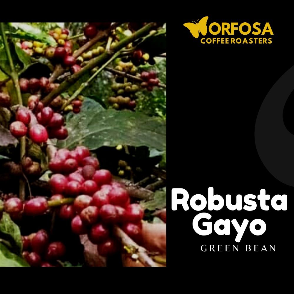 GREEN BEAN KOPI ROBUSTA GAYO 1KG BIJI MENTAH KOPI ROBUSTA ACEH GAYO