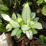 TANAMAN HIAS AGLONEMA DIVEN PUTIH