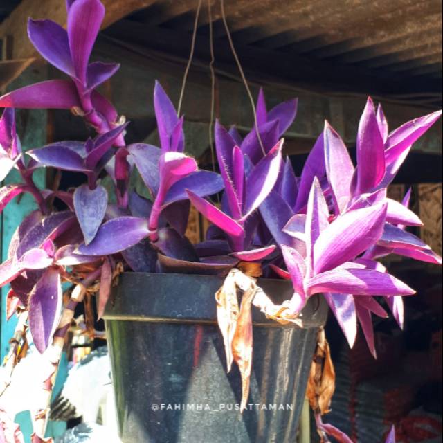 Tanaman Cocor Bebek Ungu Cocor Gaok Shopee Indonesia