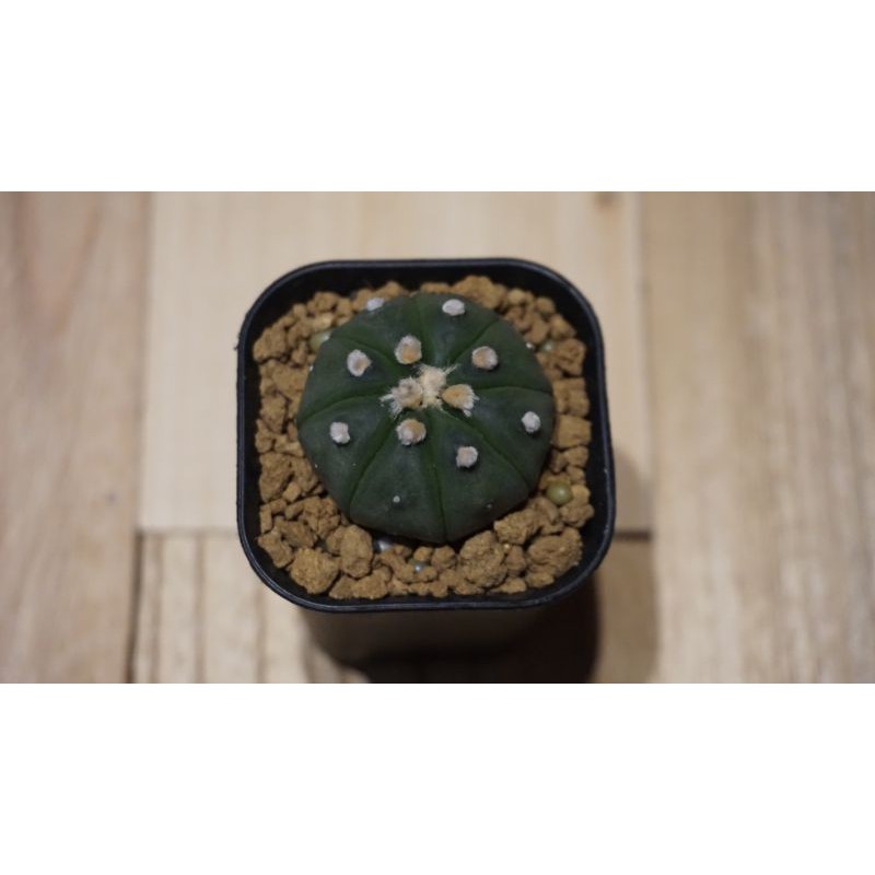 astrophytum ooibo / astro oibo