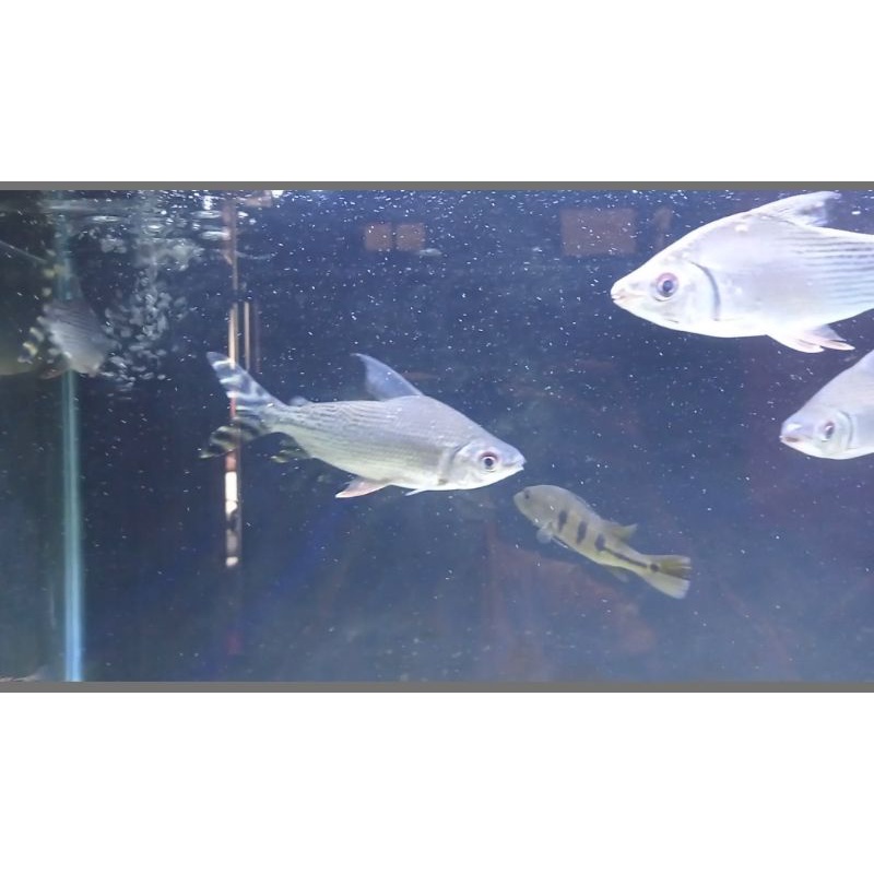 Yellow Feifeng YFF American Flagtail Size 12-14 Cm Ikan Hias Tankmate Arowana Predator