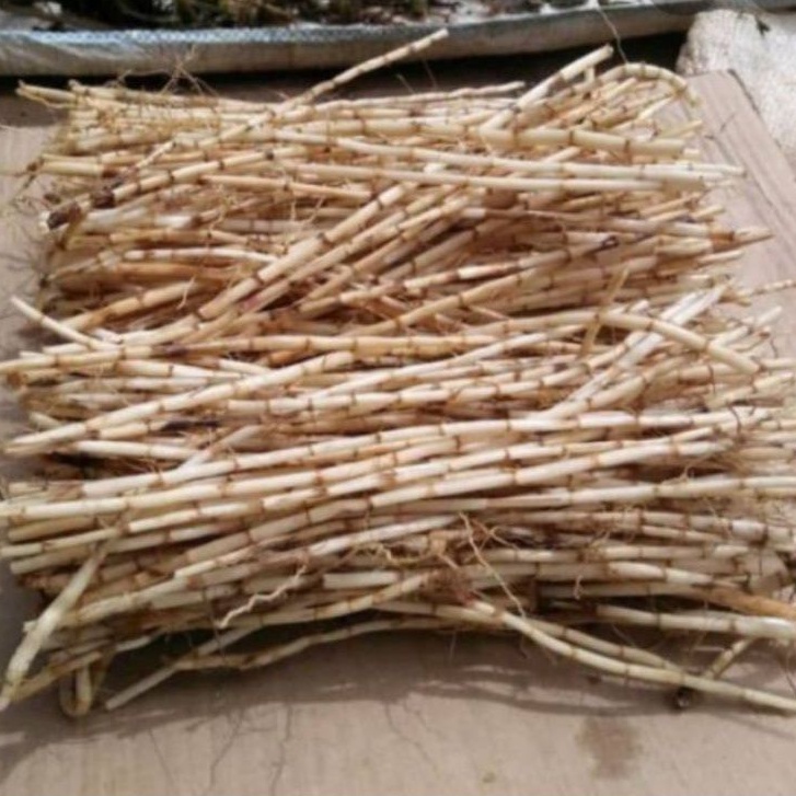 

Akar Alangalang 100gr