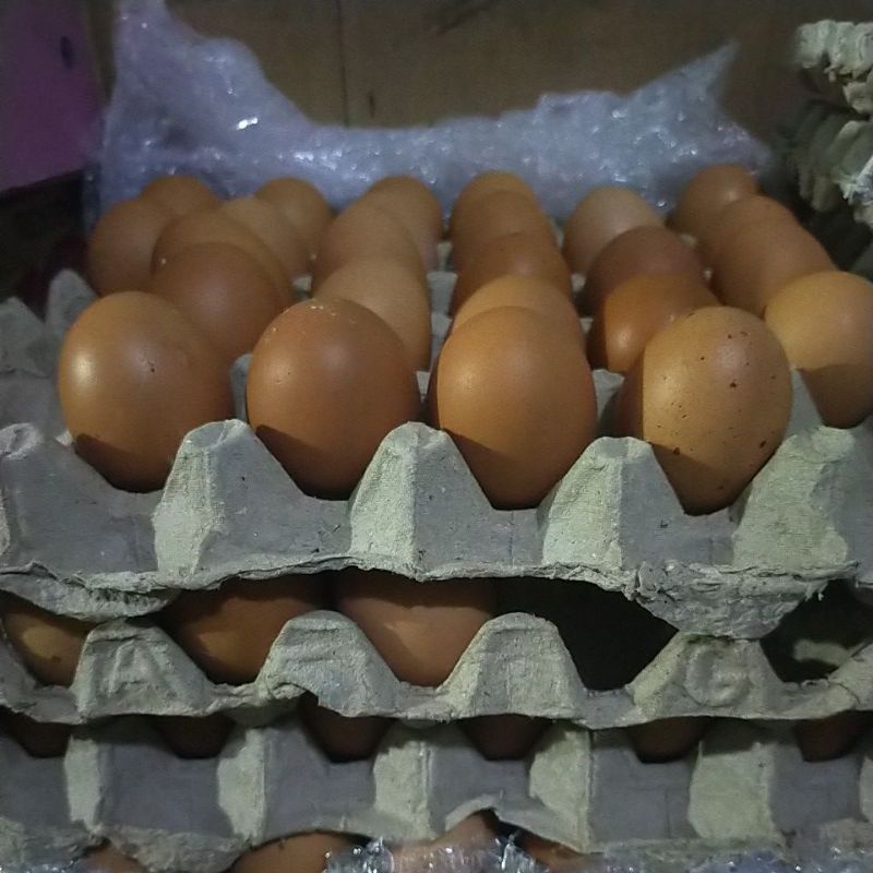 

Telor ayam negri