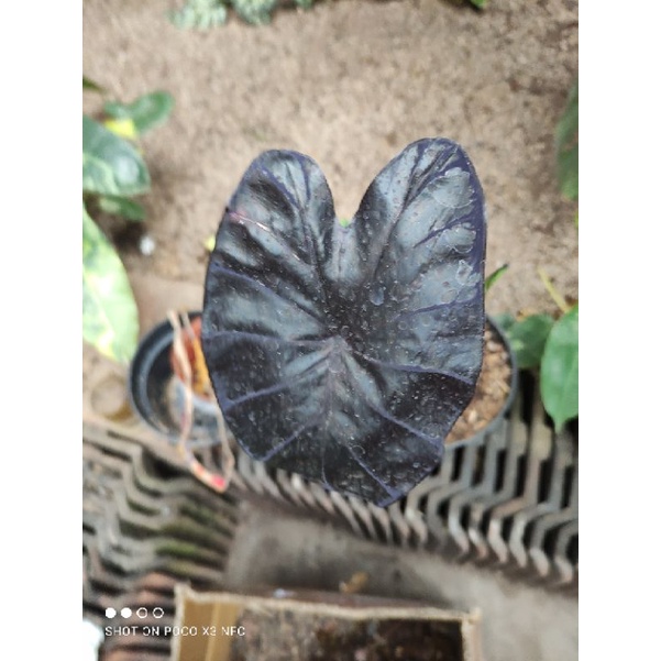 Colocasia Black Coral