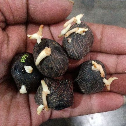 Rp 5.000/biji benih bibit kecambah polong kelapa sawit DxP PPKS Medan/minimal pembelian 20 biji-3