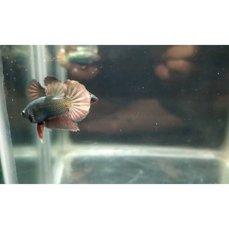 

ikan Bahan Cupang Gold Copper