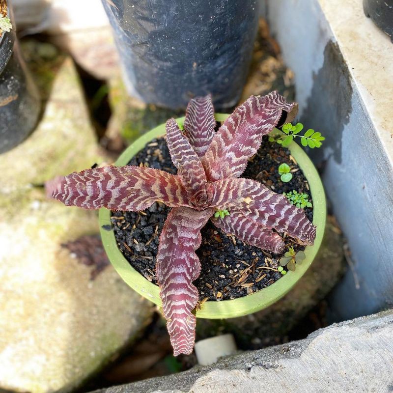 BISA COD Tanaman hias Sensivera tokek - Hiasan taman - sensivera tokek