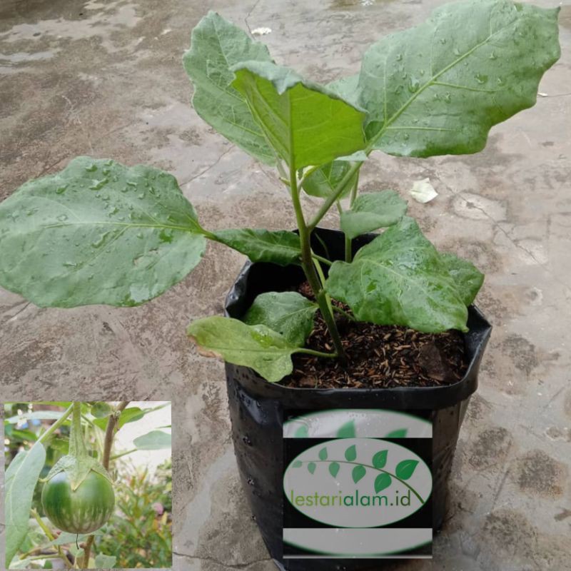 bibit pohon terong bulat lalapan/terong lalapan