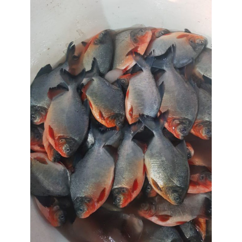 

Ikan Bawal Tawar Fresh