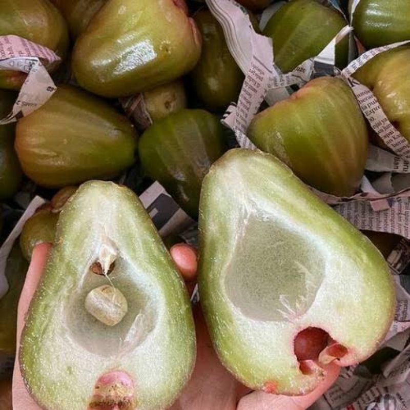 

Jambu cincalo hijau 1kg