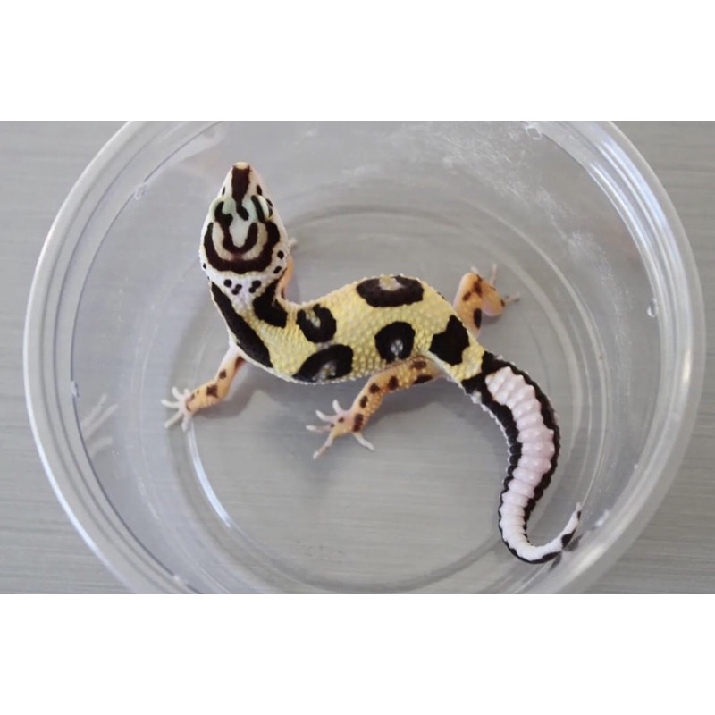 MAINAN ANAK TERLUCU MURAH GECKO RANDOM(BONUS KALSIUM)+DATA LENGKAP