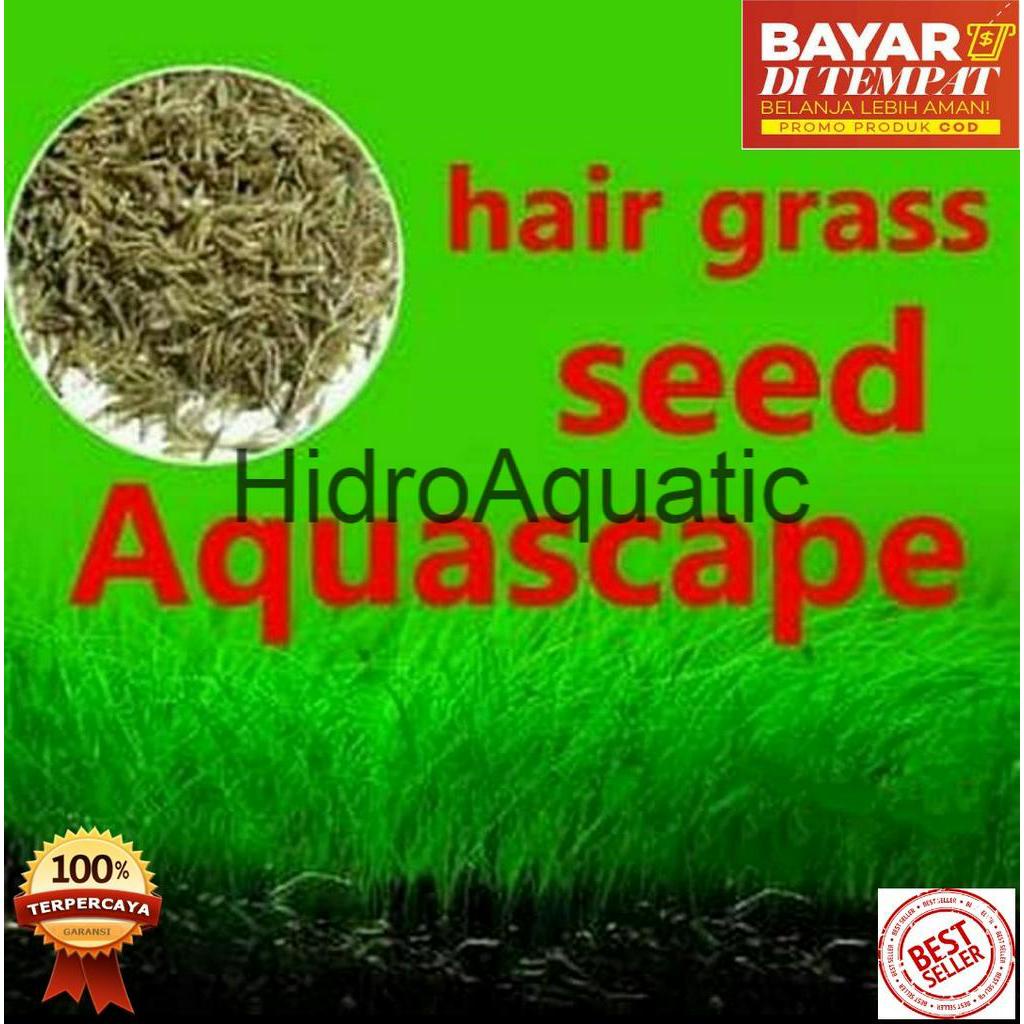 PROMO ISI 10ml Bibit tanaman Aquascape HAIR GRASS / Carpet seed / Tanaman air / Benih rumput aquascape / rumput aquarium