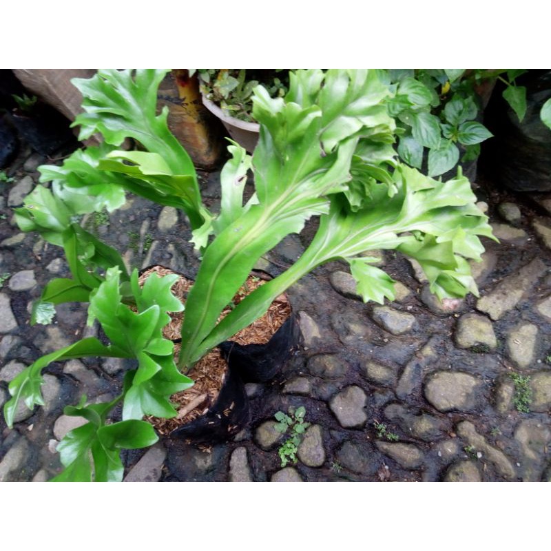 kadaka tanduk rusa tanah