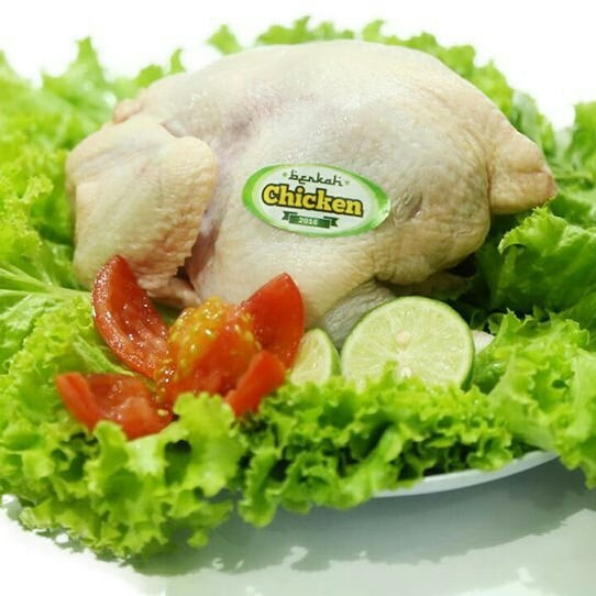 

Daging Ayam Potong Organik