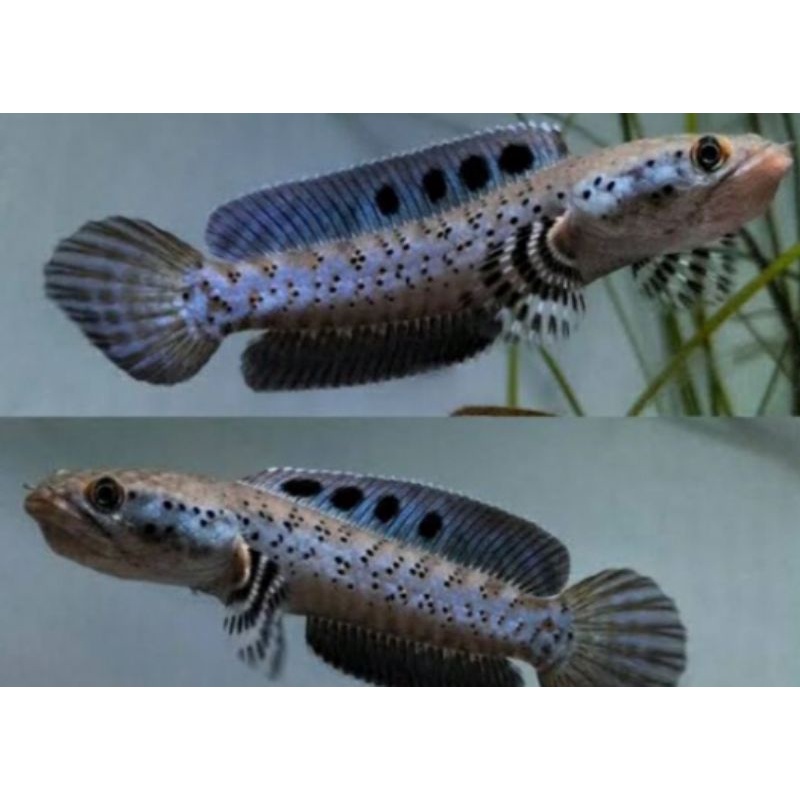 bby chana orna yellow lips 5-8cm