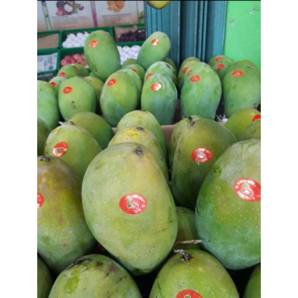 mangga harumanis matang pohon mangga alpukat harum manis