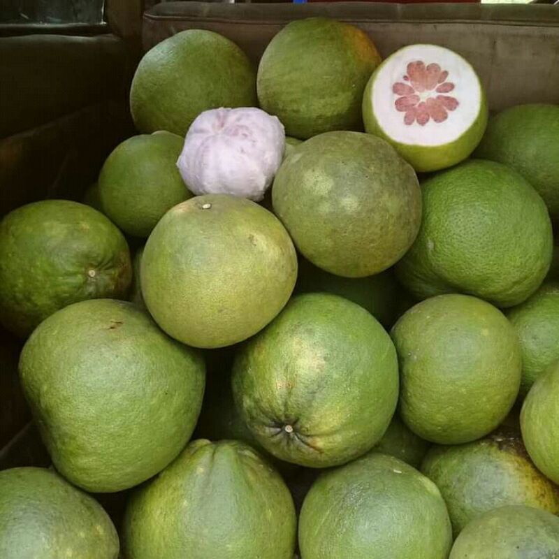 

BUAH JERUK BALI