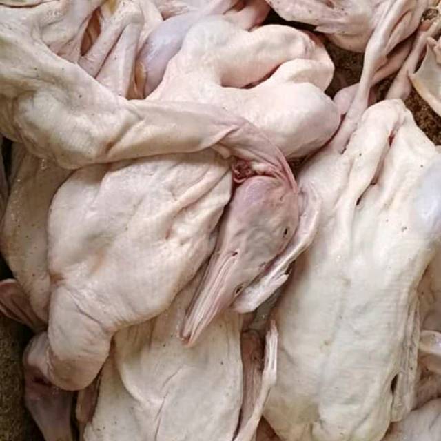 

Fresh Karkas bebek muda segala ukuran lokal/hibrida/peking