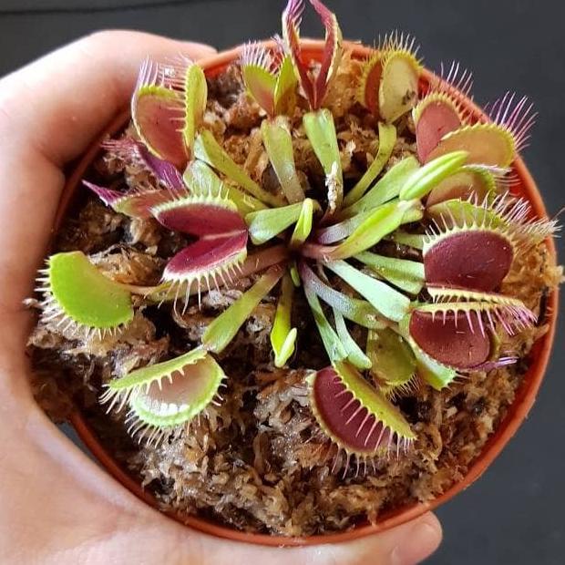 PROMO Venus FlyTrap Dewasa (BIG TRAP)