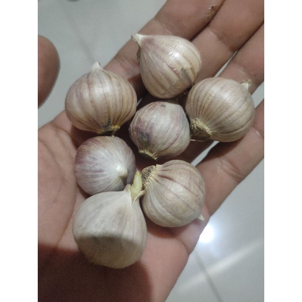 Jual Bawang Putih Tunggal Lanang Shopee Indonesia