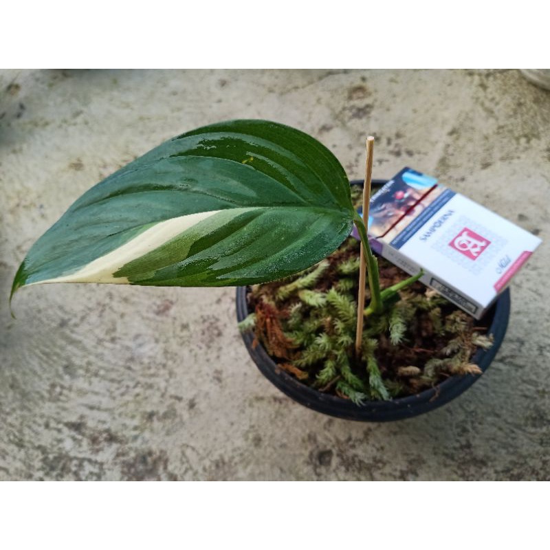 Scindapsus perakensis variegata