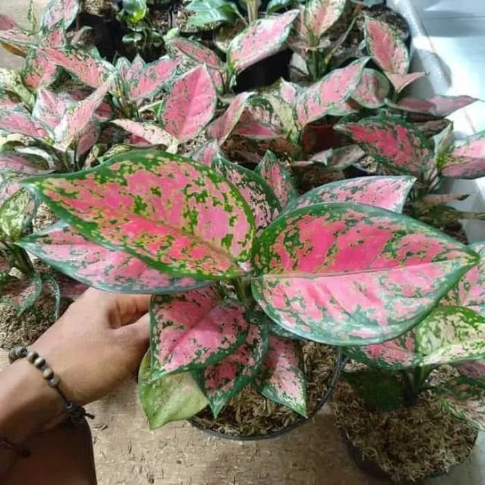 Tanaman hias aglonema dud anjamani merah - dut anjamani