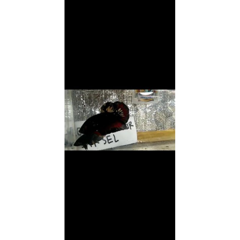 cupang avatar gold copper rintik pasir