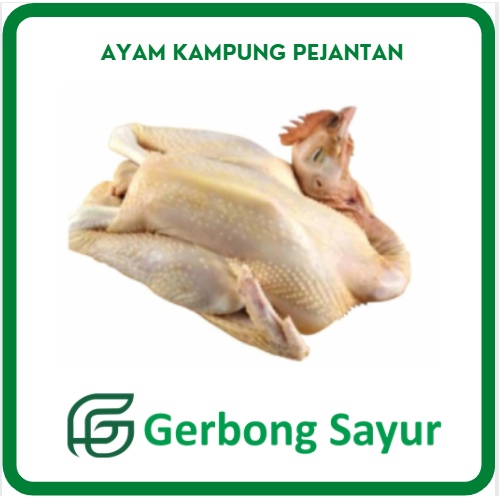 

Ayam Kampung Pejantan Segar Besar Per Ekor