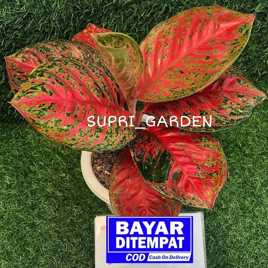 Tanaman Hias Aglonema Wulandari Baby - Pohon Aglo Wulandari