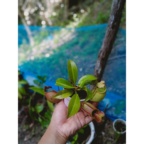 nepenthes Bicalcarata