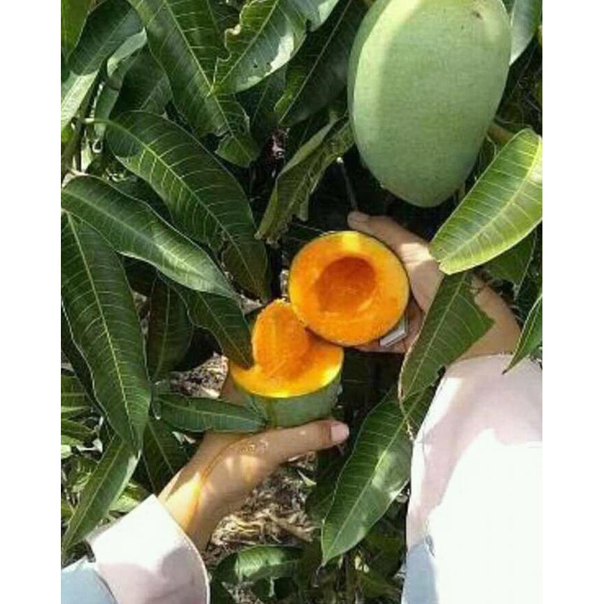 Tanaman Bibit Buah Mangga Alpukat Semanis Madu.. Voc