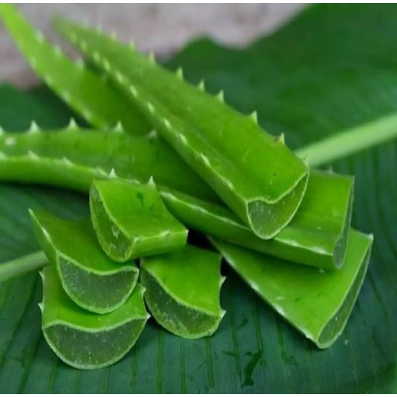 pelepah lidah buaya/daun lidah buaya besar