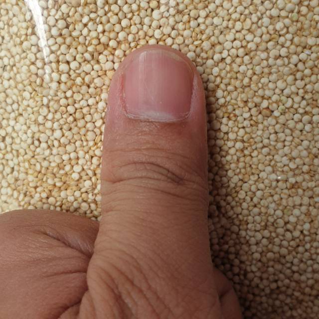 

White quinoa putih 1kg import