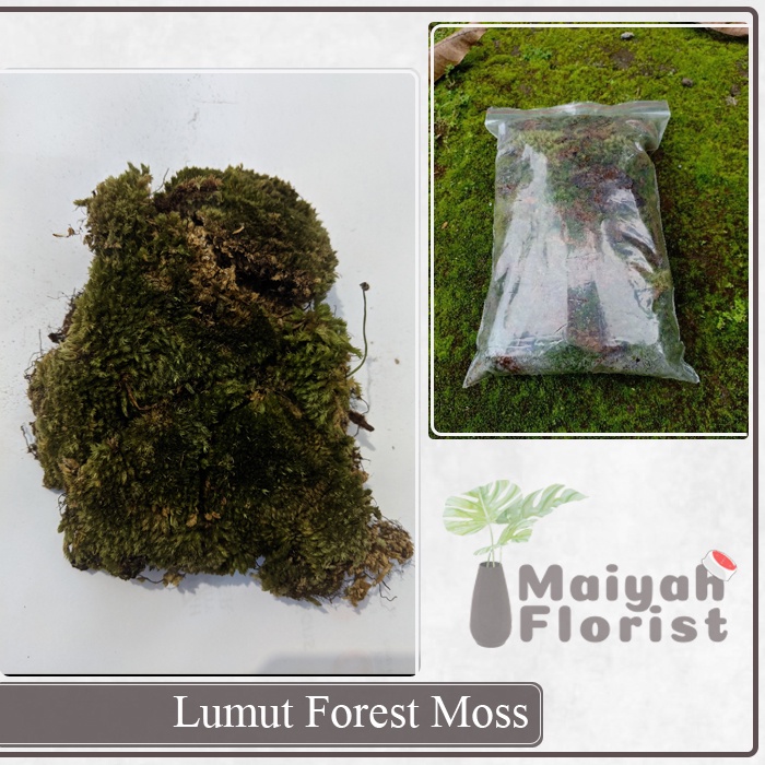 Lumut Forest Moss Volume 1kg