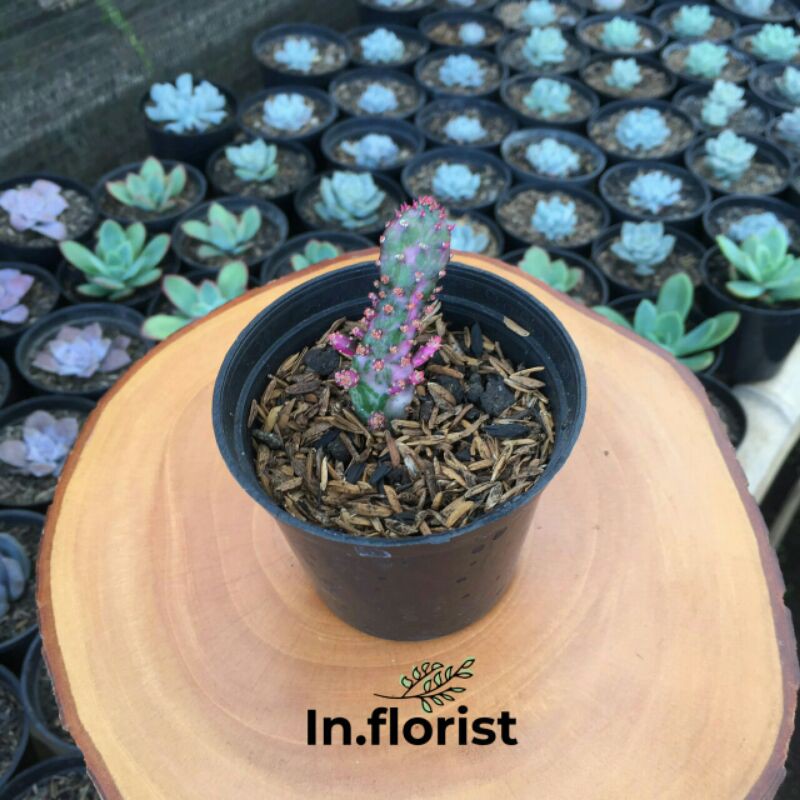 Opuntia monacanta variegata FREE pot 8 MURAH